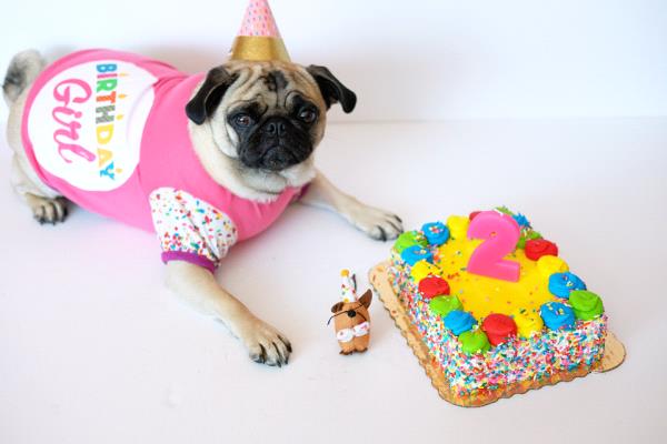 /images/uploads/pug nation rescue of los angeles/2018pugnation/entries/6162thumb.jpg